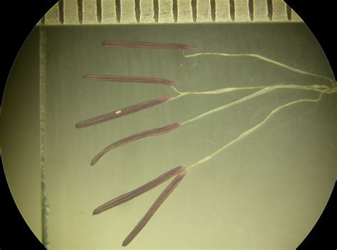 Androecium of Bambusa striata floret | Download Scientific Diagram