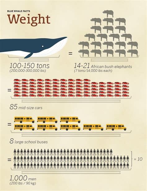 Blue Whale Size Comparison: How Big Are They Compared To Humans?