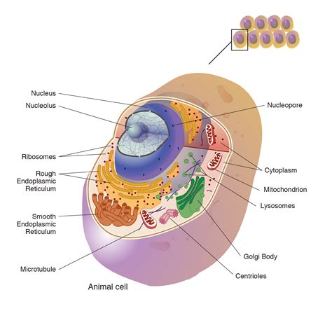 Microtubule Animal Cell