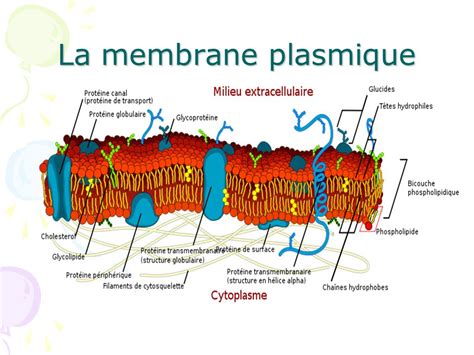 La membrane plasmique - Cours de biologie, sur eBiologie.fr