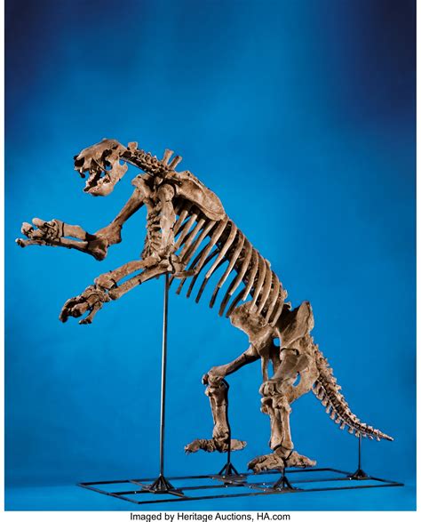 SUPERB GIANT GROUND SLOTH SKELETON. ... Fossils Mammals | Lot #49081 | Heritage Auctions