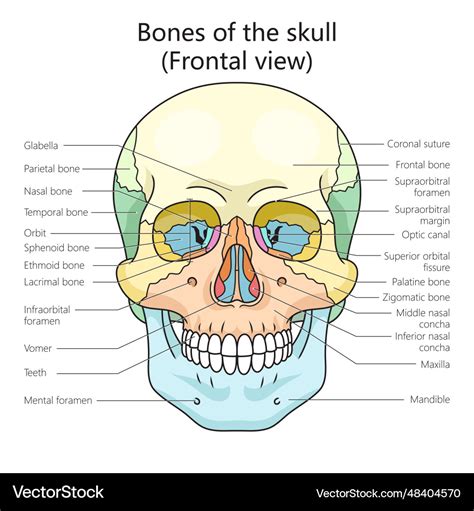 Skull Bones Diagram