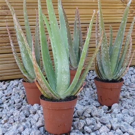 Aloe vera Barbadensis (Plant) - Alsagarden