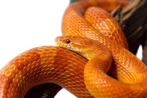 Cutest Pet Snake Breeds (with Pictures) - Embora Pets