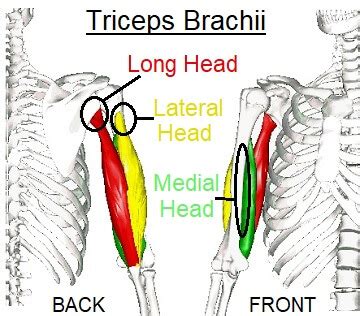 Triceps Brachii Medial Head