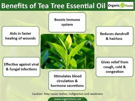 13 Amazing Uses of Tea Tree Oil | Organic Facts