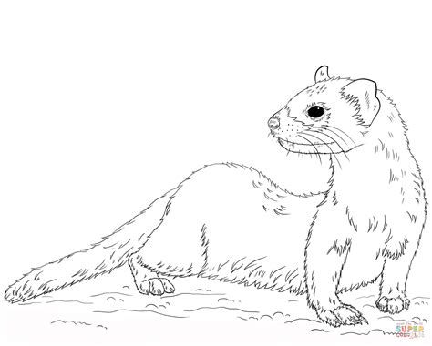 Black-footed Ferret coloring page | Free Printable Coloring Pages