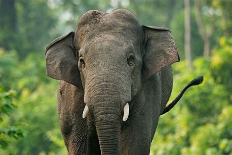 An Elephant Feat - Conservation Nation