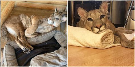 This Rescue Puma Can't Live In The Wild, So He Spends His Days In A ...