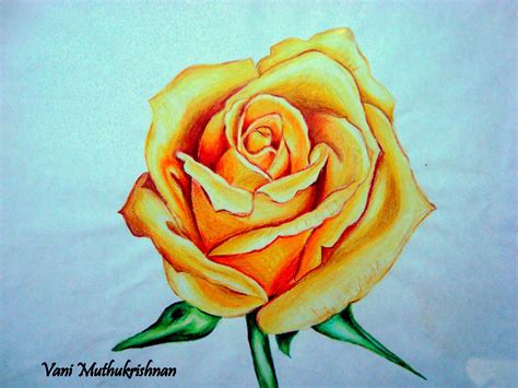 Easy rose flower color pencil drawing - sekasolar