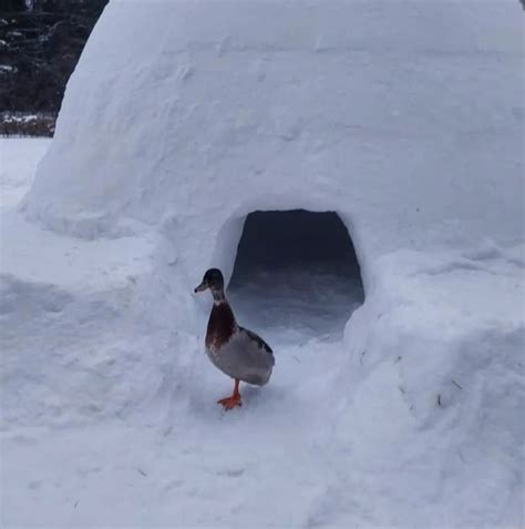 Snow fort building techniques from an expert - Cottage Life