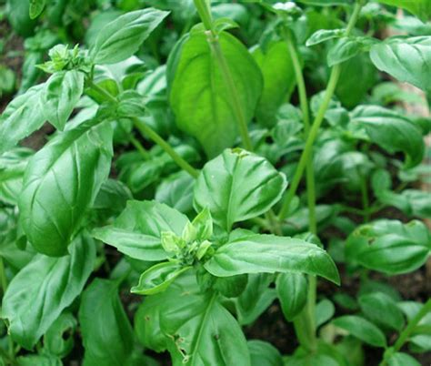 Basil Lettuce Leaf Ocimum Basilicum Seeds