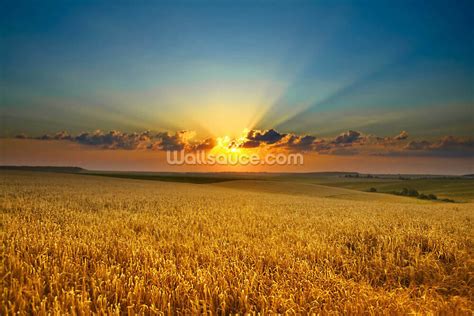 Golden Field Wallpaper | Wallsauce UK