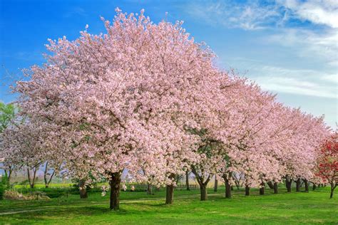 10 Interesting Facts About Cherry Blossoms You Didn't Know - Farmers' Almanac - Plan Your Day ...