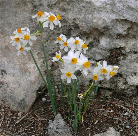 Narcissus tazetta (Paper White Narcissus, Polyanthos Narcissus, Tezetta ...