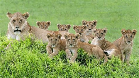 Lioness And 8 Cubs Pose For The Most Adorable Family Portrait | Bored Panda