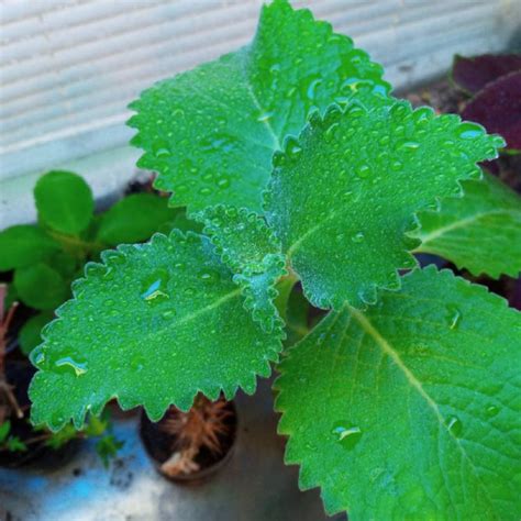 Coleus amboinicus syn. Plectranthus amboinicus, Cuban Oregano - uploaded by @cowdenkyle