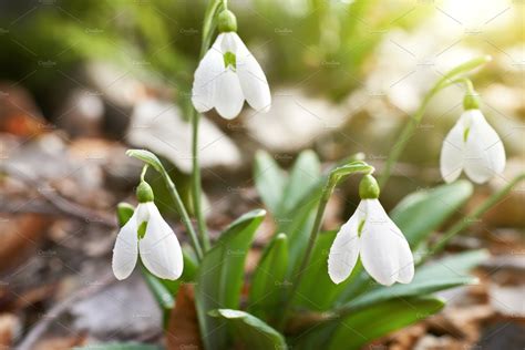 Snowdrops first spring flowers featuring snowdrop, snowdrops, and ...