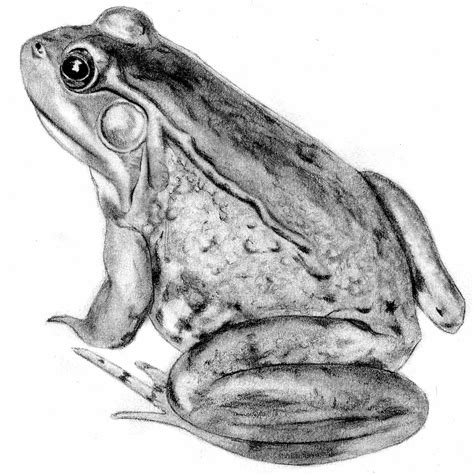 Real Frog Drawing - HD Wallpapers