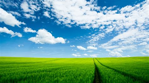 Summer Field - Wallpaper, High Definition, High Quality, Widescreen