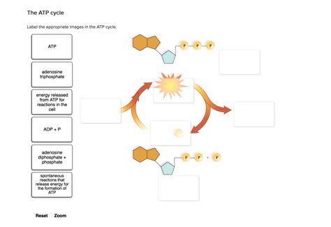 Solved: Label The Appropriate Images In The ATP Cycle. | Chegg.com