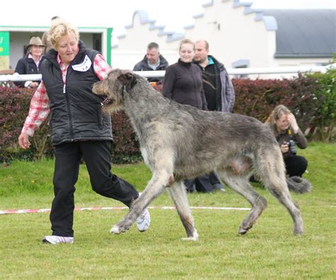 Biggest dogs - 10 Biggest dogs breed In the world 2017