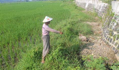 Saluran Irigasi Tertutup Sisa Material Pembangunan JLS, Puluhan Hektare ...