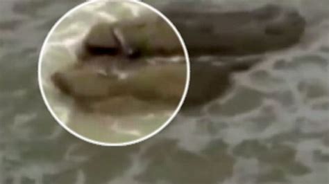 Video Mermaids Caught on Camera? 'Documentary' Gets Big Ratings - ABC News