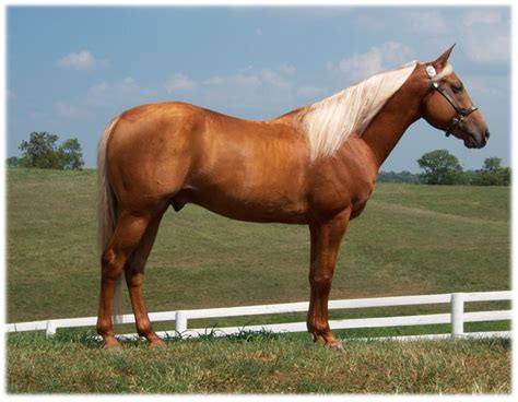 Golden Palomino Stallion named "UB Good as Gold" - chuckgivens.com | Quarter horse, Horses ...