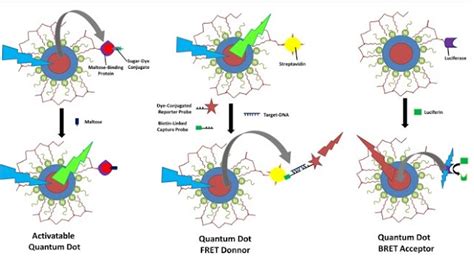 Quantum Dot Sensors - Nanotechnology