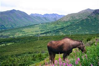 Polish Moose | Anchorage Alaska | Raymond Bucko, SJ | Flickr