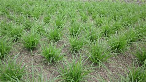 CAREX MINI GREEN - Kazimingi Nursery