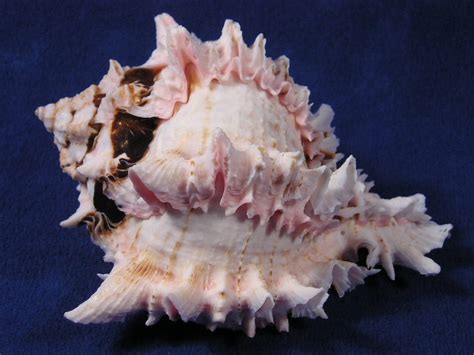 Murex Seashells - Muricidae