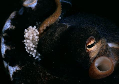 Octopus & Eggs, http://www.danielbotelho.com/cefalopodis/ | Cephalopod, Fish pet, Octopus