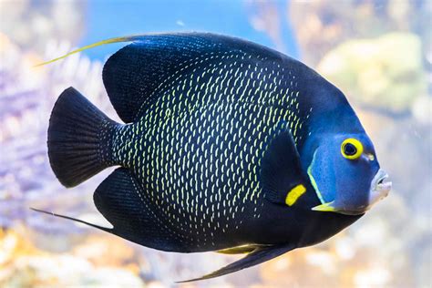 Angelfish Saltwater