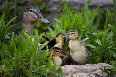 We have baby ducks | Page 2 | Garden Pond Forums