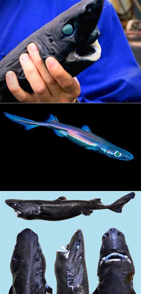 New Glow in the Dark Shark Discovered, is Called the Ninja Lanternshark ...