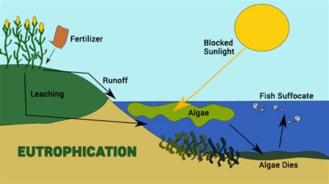 Eutrophication Diagram | Quizlet