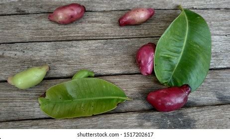 136 Jamblang Fruit Images, Stock Photos & Vectors | Shutterstock