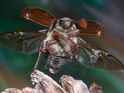 Insect Wings | Sussex Wildlife Trust