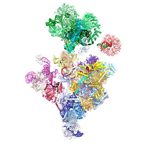 Snapshot of a pre-catalytic spliceosome reveals how the exon-intron junction is introduced into ...