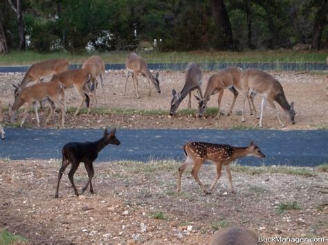 Deer Management and Melanistic Deer