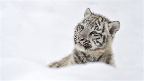 White Tiger Cubs In Snow