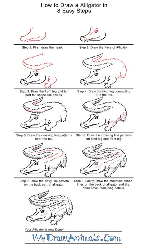 How to Draw a Realistic Alligator