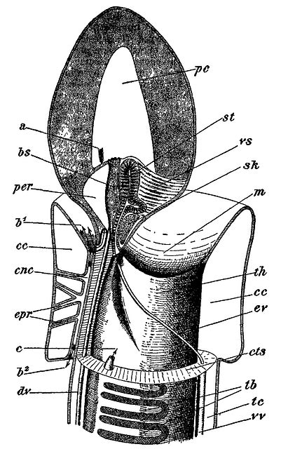 Hemichordata Anatomy