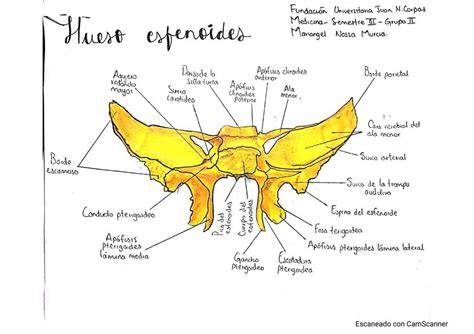 Esfenoides | Ana B | uDocz