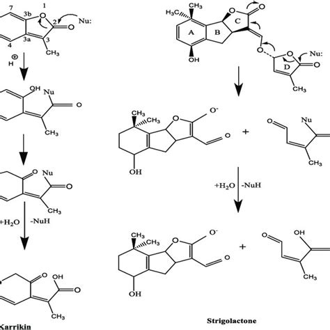 A Model of karrikin and strigolactone signaling pathways, showing the... | Download Scientific ...