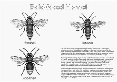 The Nations of the World: Bald-faced Hornet