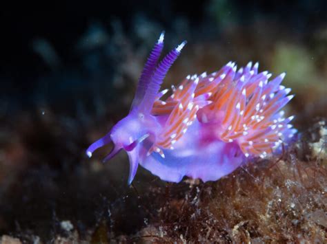 55 of the Most Colorful Sea Slugs in the World | Color Meanings