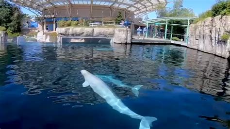 2nd beluga whale now ill at Mystic Aquarium in Connecticut - ABC7 New York